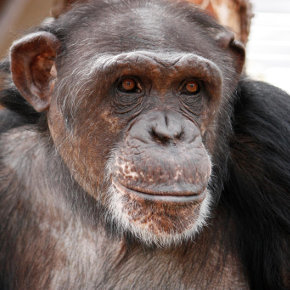 We Are Family: Diana Goodrich Introduces Us to the Residents of Chimpanzee Sanctuary Northwest